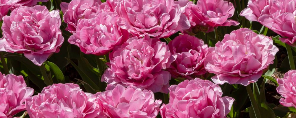 Beautiful,Spring,Summer,Pink,Rose,Peony,Flowers,Background
